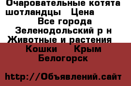 Очаровательные котята шотландцы › Цена ­ 2 000 - Все города, Зеленодольский р-н Животные и растения » Кошки   . Крым,Белогорск